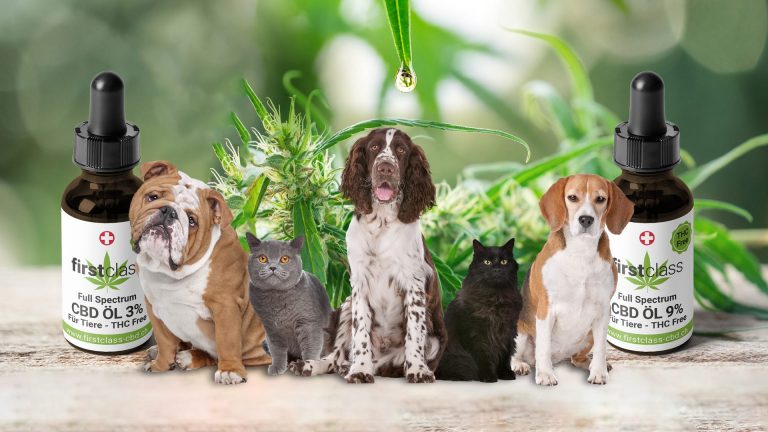 Some of the Best CBD Oil for Dogs